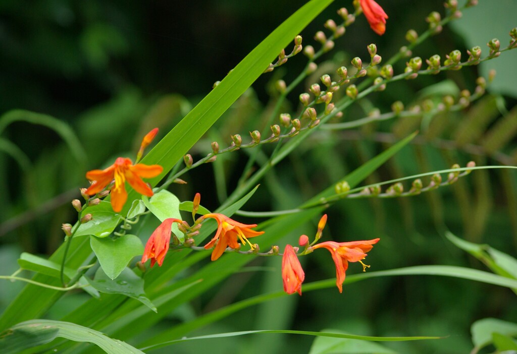 夏の花景色