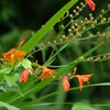 夏の花景色