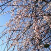 三月になりました