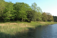 初夏の水辺