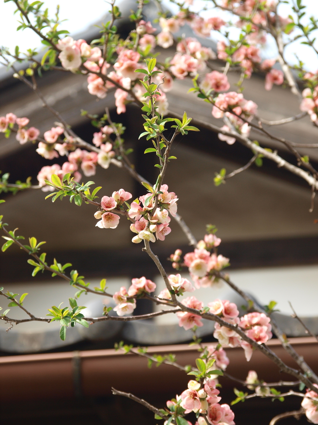 里山春景色