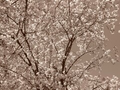 桜咲く春