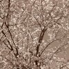 桜咲く春
