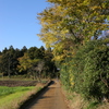 郷愁の田舎道