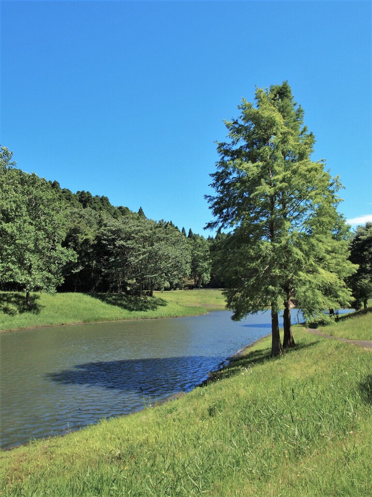 夏の空