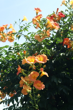 夏の彩