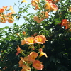 夏の彩