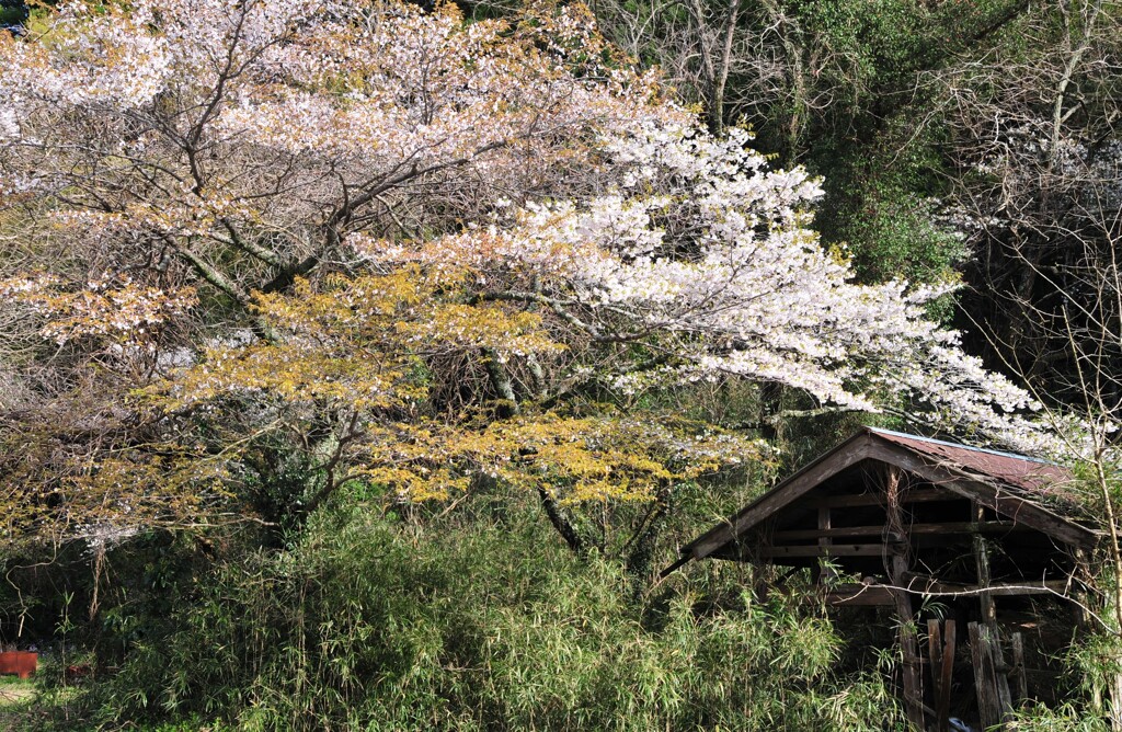 山桜