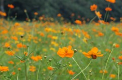 里山のキバナコスモス