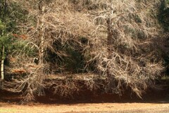 ドラマチックな冬のラクウショウ
