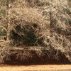 ドラマチックな冬のラクウショウ