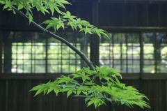 水無月　本土寺Ⅵ