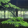 水無月　本土寺Ⅵ