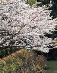 里山の春