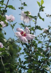 夏の花景色