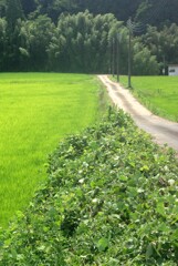 葛の葉茂る夏の道