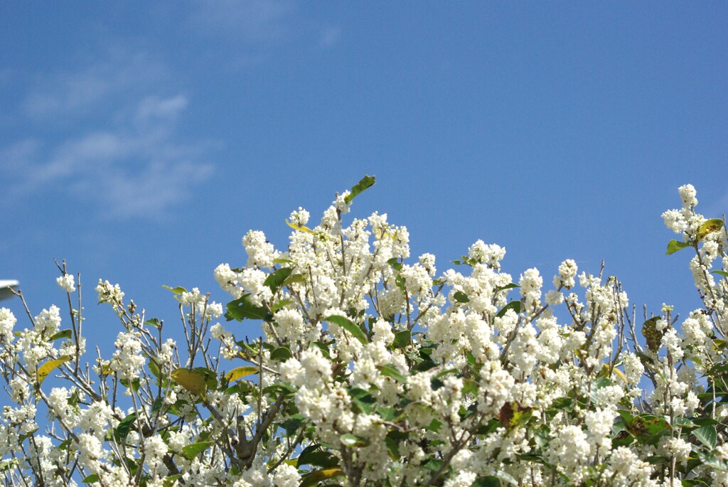 見上げた先の秋