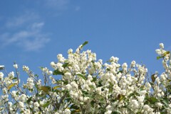 見上げた先の秋