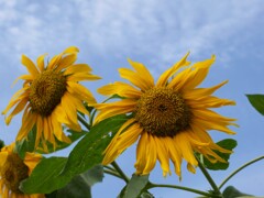 夏の主役もお疲れモード