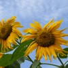夏の主役もお疲れモード