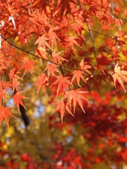 本土寺の秋Ⅱ