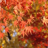 本土寺の秋Ⅱ