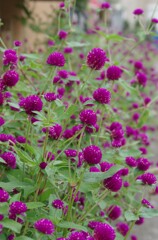 散歩で出会った草花
