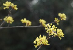 山茱萸