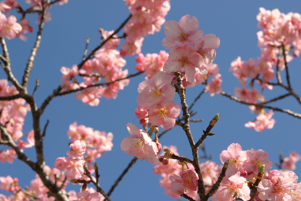 白子の桜