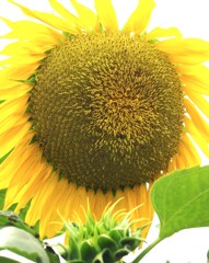 薄れゆく夏の記憶