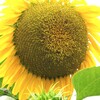 薄れゆく夏の記憶