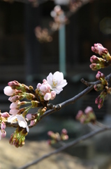 咲いたね　おめでとう