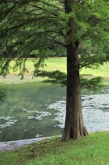 初夏の水辺