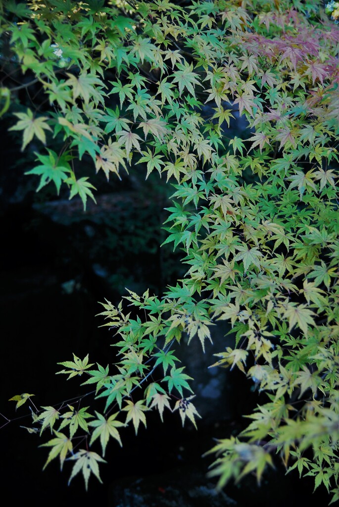 静寂の中で美しく
