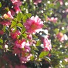 ヒカリある方へ