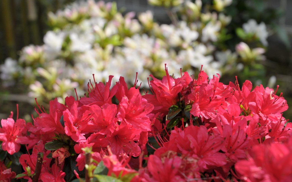 我が家で気分はツツジ祭り