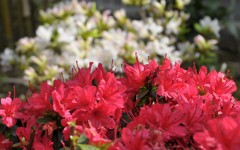 我が家で気分はツツジ祭り