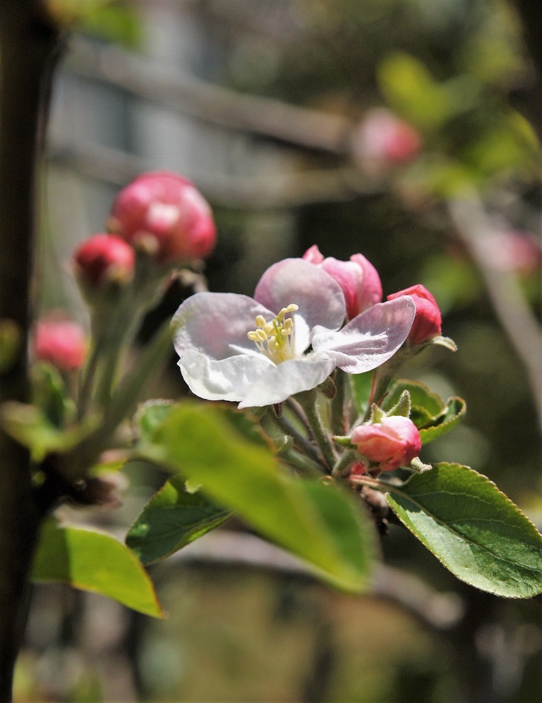 ヒメリンゴの花