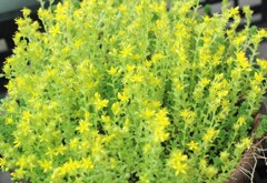 小さな花の森