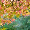 秋を楽しむ