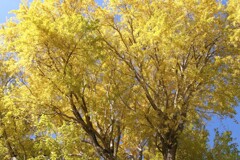 見上げた先の秋