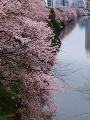 外堀桜景色9