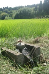 渇いた田に注水