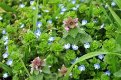 足元の小さな春 足元の小さな春