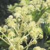 ヤツデの花
