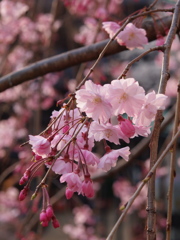 神楽坂で見つけた春Ⅵ