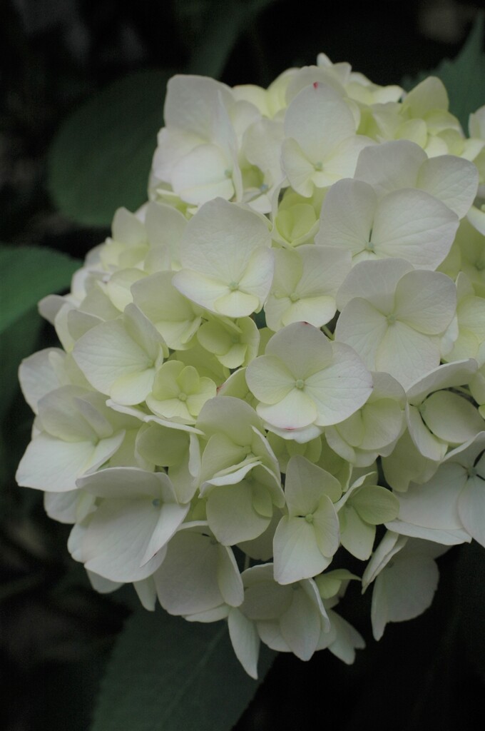 散歩道の紫陽花