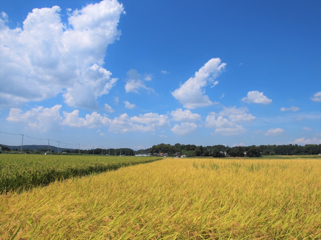 青い空と黄金色の稲穂