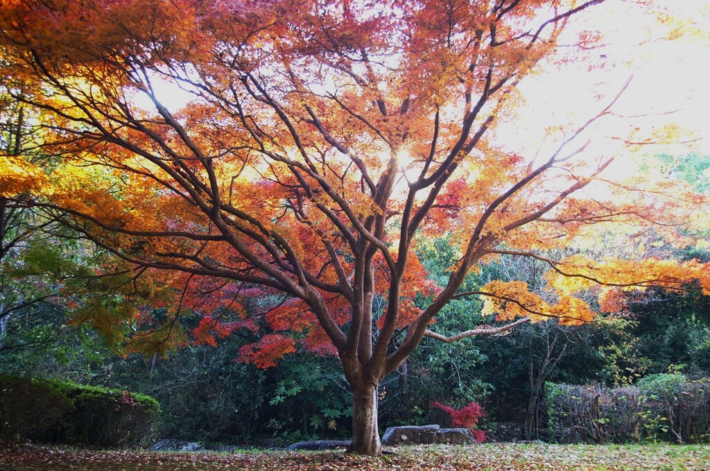 見上げた先の秋