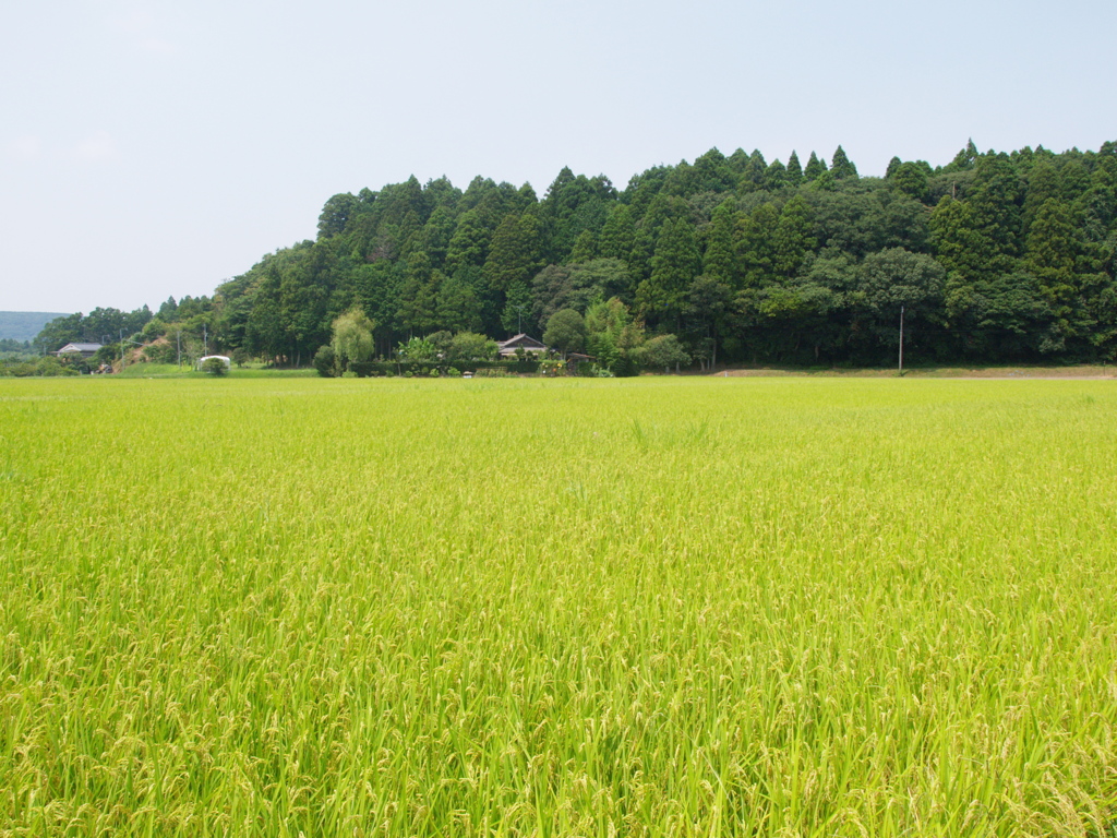 小湊夏日記　里山
